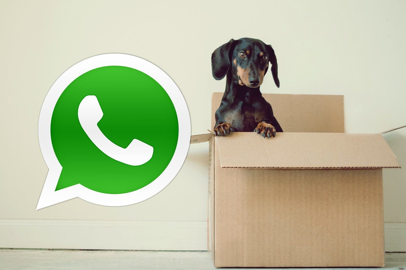 Изменить номер WhatsApp Fi