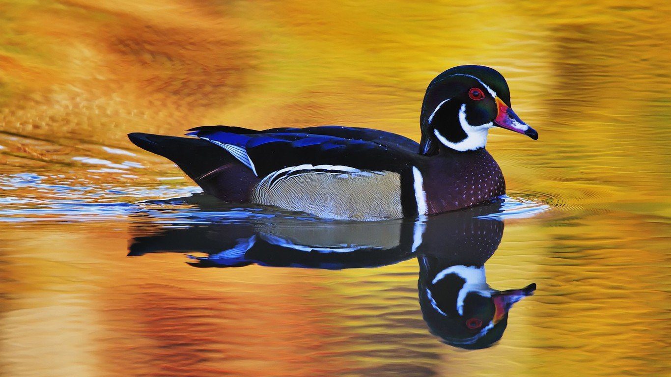 Красивые HD обои с птицами Mandarin Duck