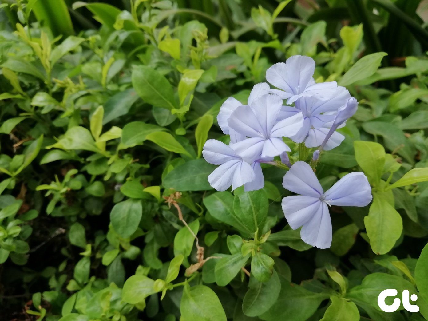 Примеры фотографий Honor 9 N 1