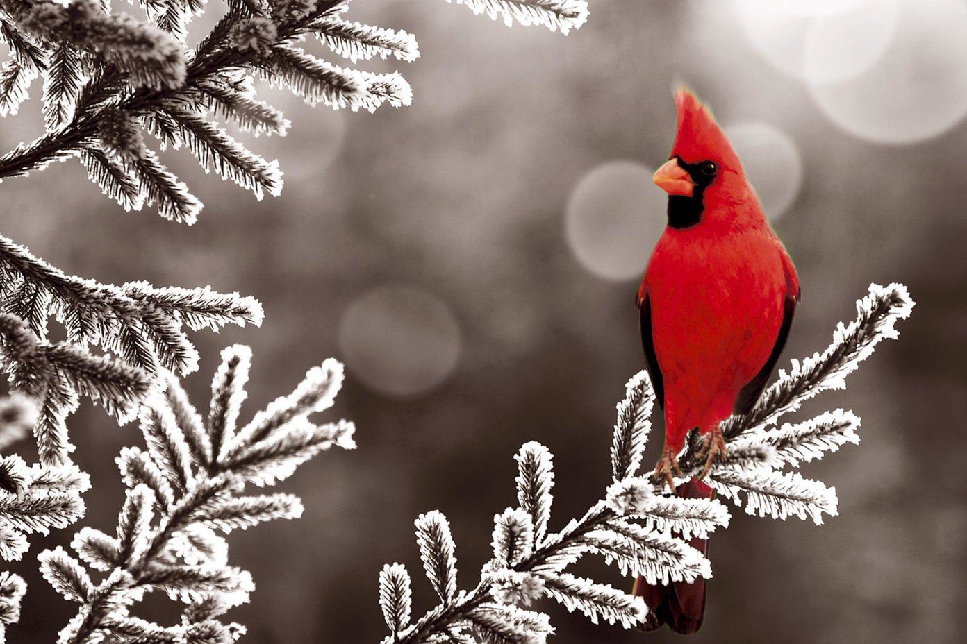 Красивые обои с птицами Hd Northern Cardinal