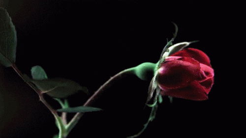 Sd04