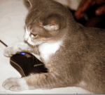 Catonmouse 150X135